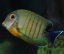 Acanthurus Tristis