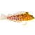 Labrisomidae