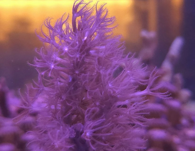 Plexaurella dichotoma