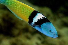 Thalasoma bifasciatum