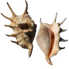 lambis lambis5