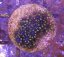 Alcyonium verseveldti