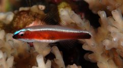 Eviota nigriventris