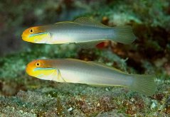 Valenciennea strigata PÁR