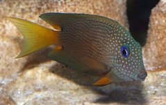 Ctenochaetus binotatus