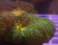 Pectinia alcicornis SPACE INVADER