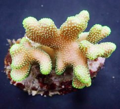 Stylophora sp. Yellow purple Aussie5