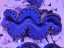 Tridacna maxima ULTRA BLUE č.3