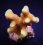 Stylophora sp. Yellow purple Aussie41