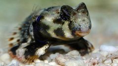 Synchiropus ocellatus