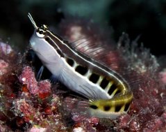 Ecsenius lineatus