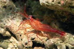 Lysmata boggessi