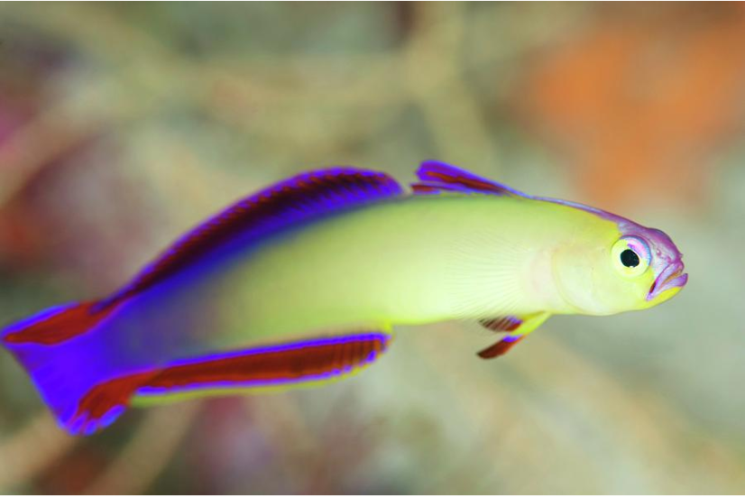 nemateleotris exquisita2