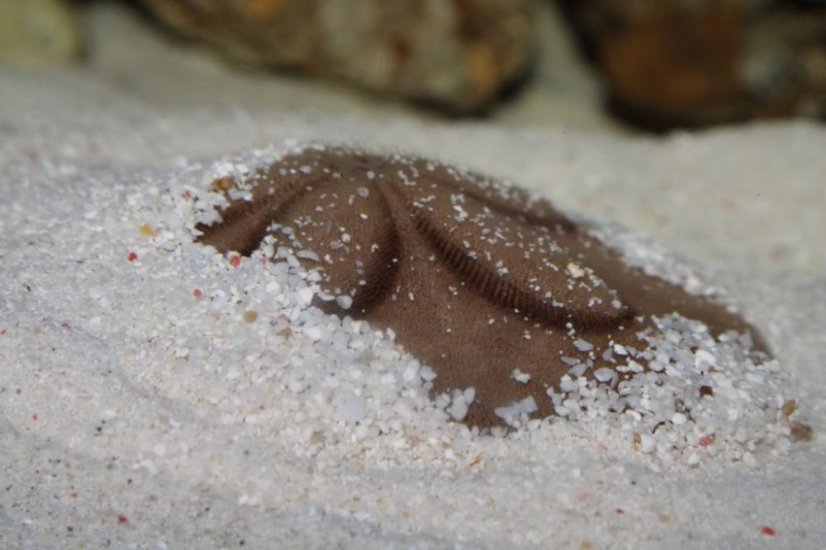 clypeaster australasiae5