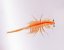 live brine shrimp 2
