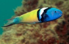 Thalasoma bifasciatum