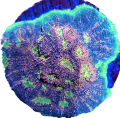 Echinophyllia sp. WATERMELON