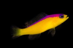 pictichromis diadema4