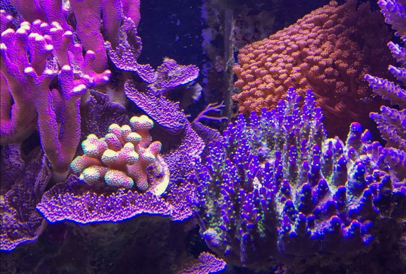 CoralCare Gen2 Black