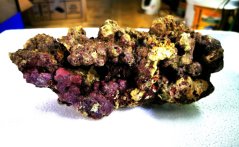 Indonesia Premium Live Rock - živá skála 20 kg