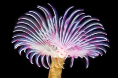 Bispira guinensis