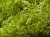 Caulerpa brachypus