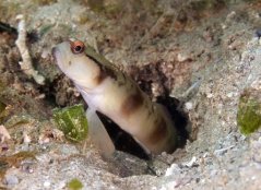 Amblyeleotris gymnocephala
