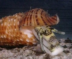 Cerithium echinatum