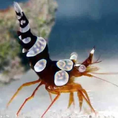 Thor amboinensis
