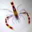 stanopus cyanocselis 4