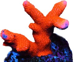 Montipora digitata RED / ORANGE