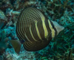 Zebrasoma veliferum XXL