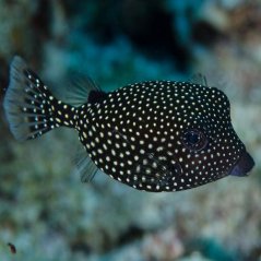 Ostracion meleagris - samice