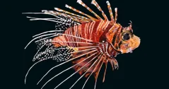Pterois antennata