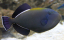 Melichthys indicus 10-12 cm