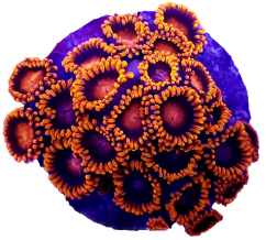 Clipped image 20240323 153105
