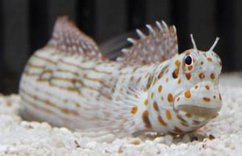 Blenniella chrysospilos 1