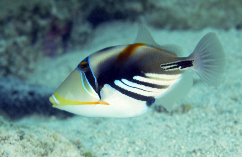r.aculeatus