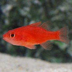 Fowleria flammea