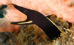 Rhinomuraena quaesita BLACK