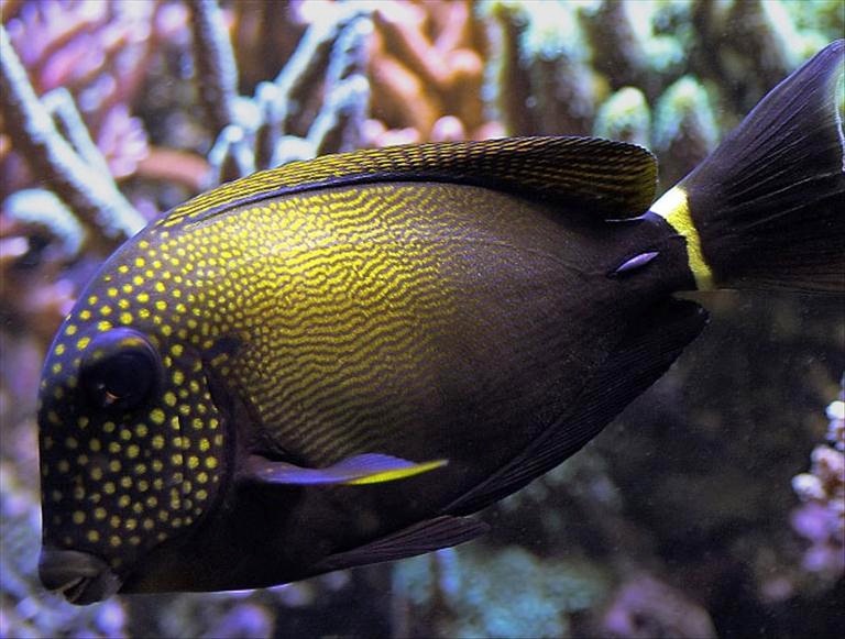 Acanthurus maculiceps7