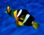 amphiprion clarkii1
