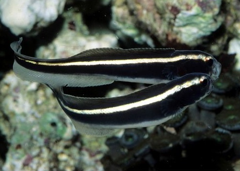 pholidichthys leucotaenia5