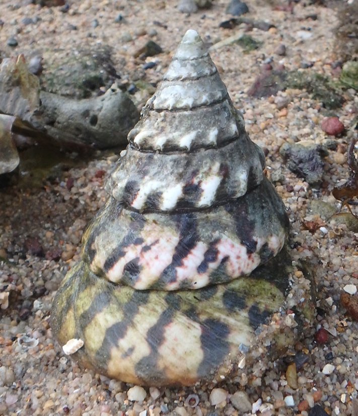 tectus niloticus1