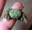 Mithraculus sculptus5