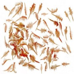Live Brine Shrimps – Živá Artemia 15×180 ml
