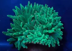 Entacmea quadricolor dark green