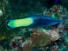 Labroides bicolor4