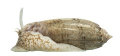 oliva sayana1