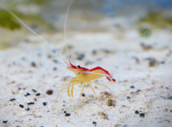 Lysmata amboinensis